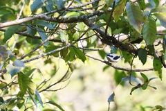 Pteruthius aeralatus