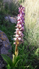 Himantoglossum robertianum