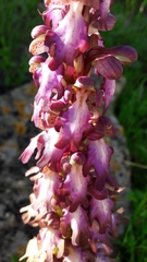 Himantoglossum robertianum