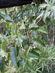 Aristotelia chilensis