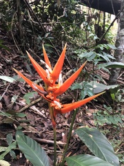 Heliconia angusta