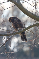 Rostrhamus sociabilis plumbeus