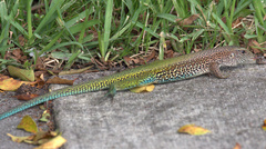 Ameiva ameiva