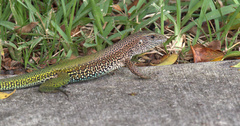 Ameiva ameiva
