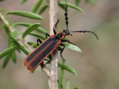 Pseudolycus marginatus