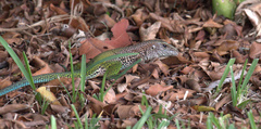 Ameiva ameiva