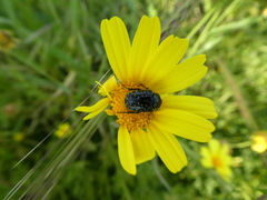 Oxythyrea funesta