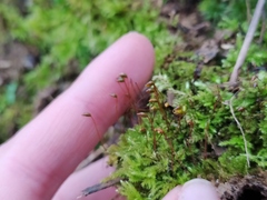 Brachytheciastrum velutinum