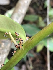 Membracidae