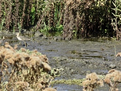 Calidris subruficollis