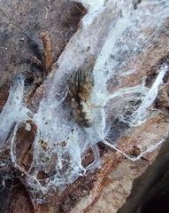 Segestria senoculata