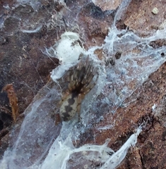 Segestria senoculata