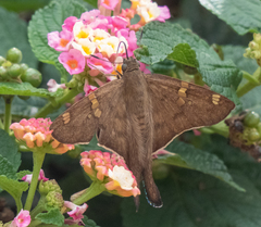 Ectomis octomaculata