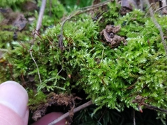 Brachytheciastrum velutinum