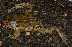 Anaxyrus boreas halophilus