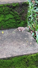 Bothrops jararaca