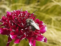 Eucerini