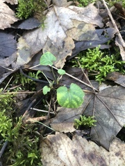 Viola reichenbachiana