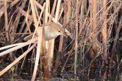 Acrocephalus gracilirostris