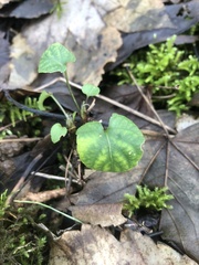 Viola reichenbachiana