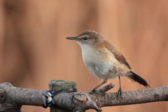Acrocephalus gracilirostris