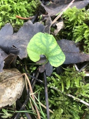 Viola reichenbachiana