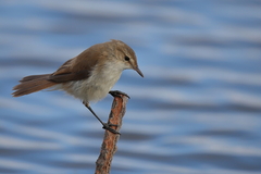 Acrocephalus gracilirostris