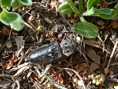 Hylotrupes bajulus