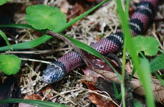 Lampropeltis abnorma