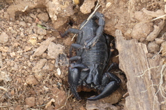 Heterometrus laoticus