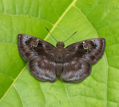 Quadrus u-lucida