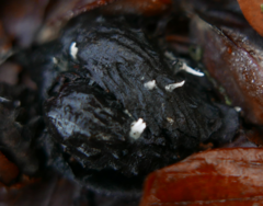 Xylaria carpophila