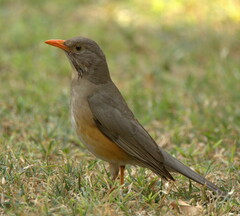 Turdus smithi