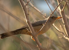 Turdus smithi