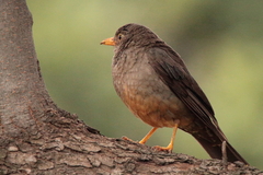 Turdus smithi