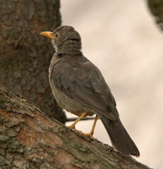 Turdus smithi