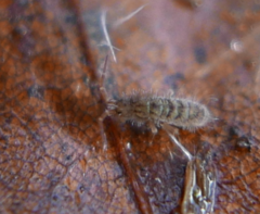 Orchesella villosa
