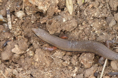 Subdoluseps bowringii