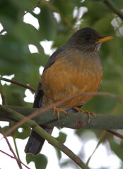 Turdus olivaceus olivaceus