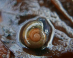 Aegopinella nitidula