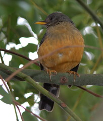 Turdus olivaceus olivaceus