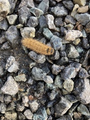 Phragmatobia