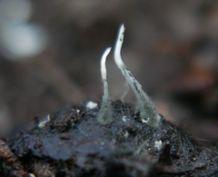Xylaria carpophila