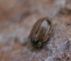 Aphidecta obliterata