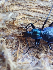 Carabus intricatus