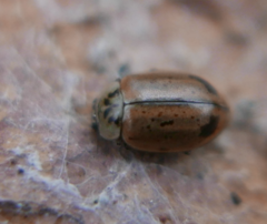Aphidecta obliterata