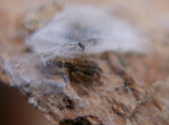 Segestria senoculata