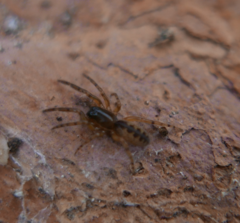 Segestria senoculata