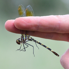 Phyllomacromia picta