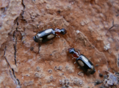 Dromius quadrimaculatus